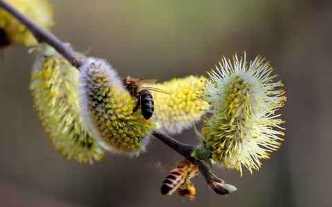 تصویر 4 از عرق بیدمشک ارومیه طبیعی با عطر اصیل و کیفیت مطلوب